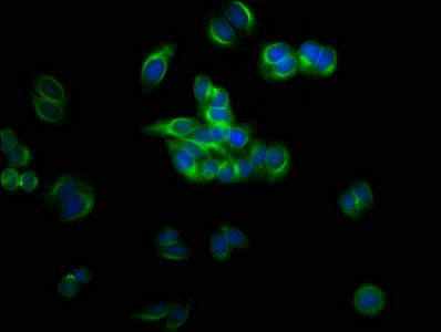 TUBB3 Antibody