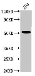 Tubulin beta 3 antibody