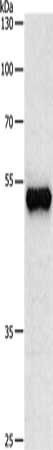 Tubulin beta 3 antibody