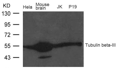 TUBB3 Antibody