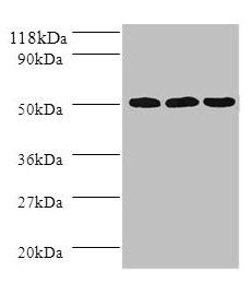 TUBB Antibody