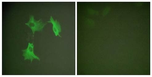 Tubulin α Antibody