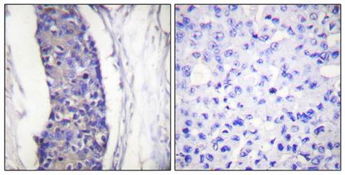 Tubulin α Antibody
