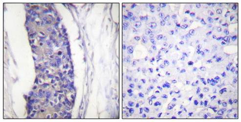 Tubulin alpha antibody