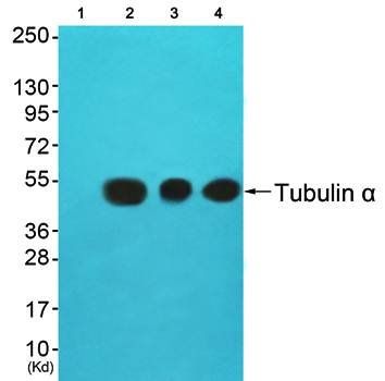 Tubulin α Antibody