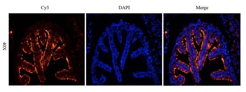 Tubulin beta 3 antibody