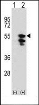 TUFM antibody
