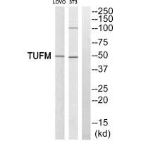 TUFM Antibody