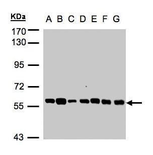TULP1 antibody [C1C3]