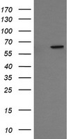 TULP3 Antibody