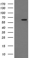 TULP3 Antibody