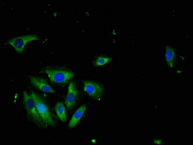 TNFSF10 Antibody