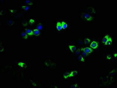 Tumor necrosis factor R superfamily member 11A antibody