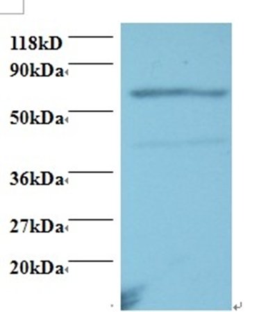 TNFRSF11A Antibody, Biotin conjugated