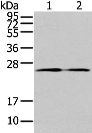 TUSC1 antibody