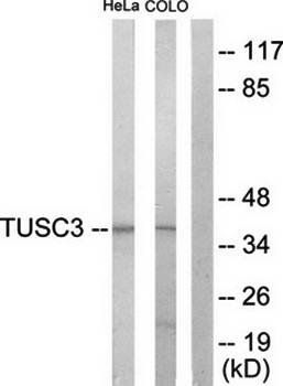 TUSC3 Antibody