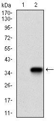 TWIST1 Antibody