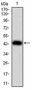 TWIST2 Antibody