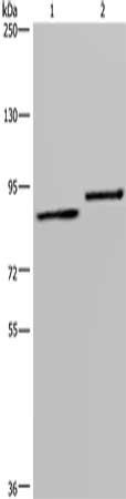TXLNA Antibody