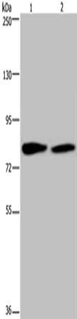 TXLNA Antibody