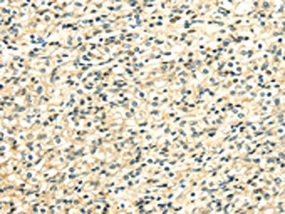 TXN2 Antibody
