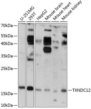 TXNDC12 antibody