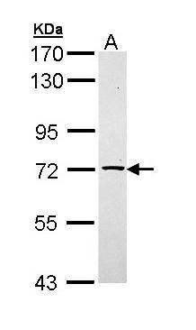 TXNDC3 antibody [N3C3]