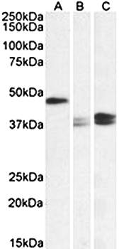 Goat anti-TXNDC5 (aa269-282) Antibody