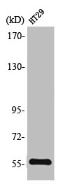 TXNRD2 antibody