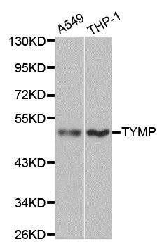 TYMP antibody