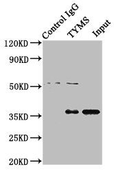 TYMS antibody