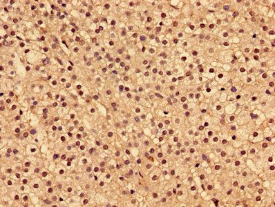 INPP5A Antibody