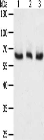 TYR Antibody