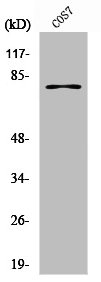 TYR Antibody