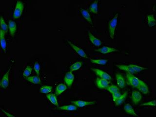 LCK Antibody