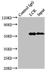 Tyrosine-protein kinase Lck antibody