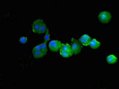 PTPN6 Antibody