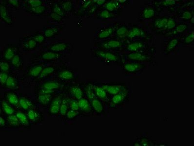 SNRPA Antibody