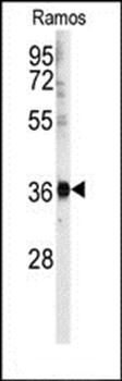 U2AF1 antibody