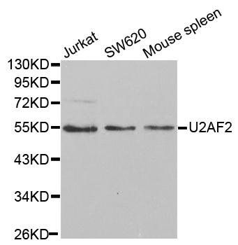 U2AF2 antibody
