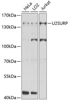 U2SURP antibody