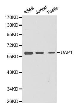 UAP1 antibody
