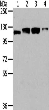 UBA1 antibody