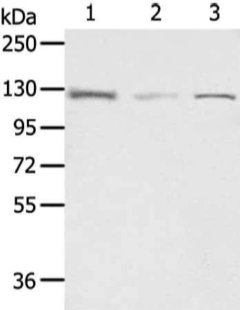 UBA1 antibody