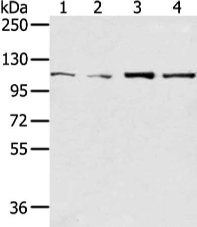 UBA1 Antibody