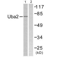 UBA2 antibody