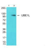 UBA7 antibody