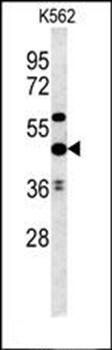 UBAC1 antibody