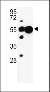 UBAP1 antibody