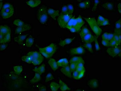 UBAP2L Antibody